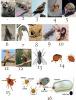 insect.jpg