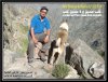 ابوبدور الكلب 9 ذو القعدة 1434هـ.JPG