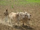 الفلاح